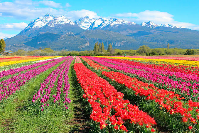 Tulipanes y Ballenas en la Patagonia