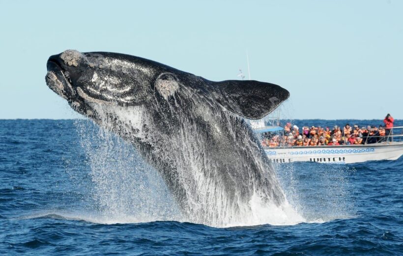 Temporada de Ballenas 2026 en Península Valdés